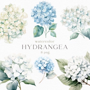 Aquarelle fleur d'hortensia, clipart, fleur, blanc, bleu, floral, branche, jardin, mariage, carte, décoration, décoration, PNG
