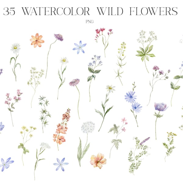 Wild Flowers, Watercolor, Floral Clipart, Wildflowers, Сhamomile, Сhicory, Mallow, Tansy, Mouse peas, Anemone, Meadow, Plants, Field, PNG