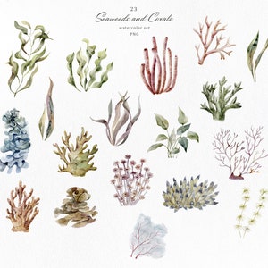 Aquarel Bladeren Zeewieren Plant Floral Clipart Groen Tak Zeeleven Onderwater Marine Nautische Zee Botanische Oceaan Koralen Aquarelle PNG