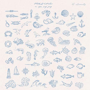 Sealife Clipart, Subaquático, Marinho, Animais Marinhos, Rabiscos, Náutico, Viagem, Férias, Costeiro, Comida, Ícone Desenhado à Mão, Clipart de Arte de Linha, PNG