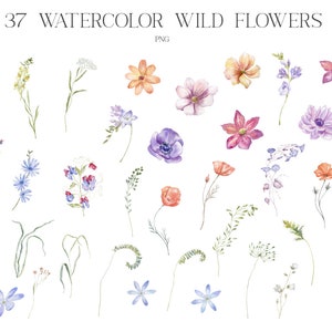 Fleurs sauvages, Aquarelle, Clipart floral, Fleurs sauvages, Coquelicot, Achillée millefeuille, Liseron, Сhicory, Pois souris, Anémone, Prairie, Plantes, Champ, PNG