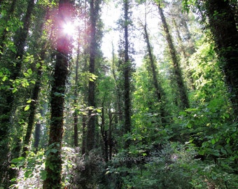 Puede incluir: La luz del sol atraviesa un denso bosque, iluminando los altos árboles verdes. La luz crea un efecto moteado en el suelo del bosque, proyectando sombras y luces.