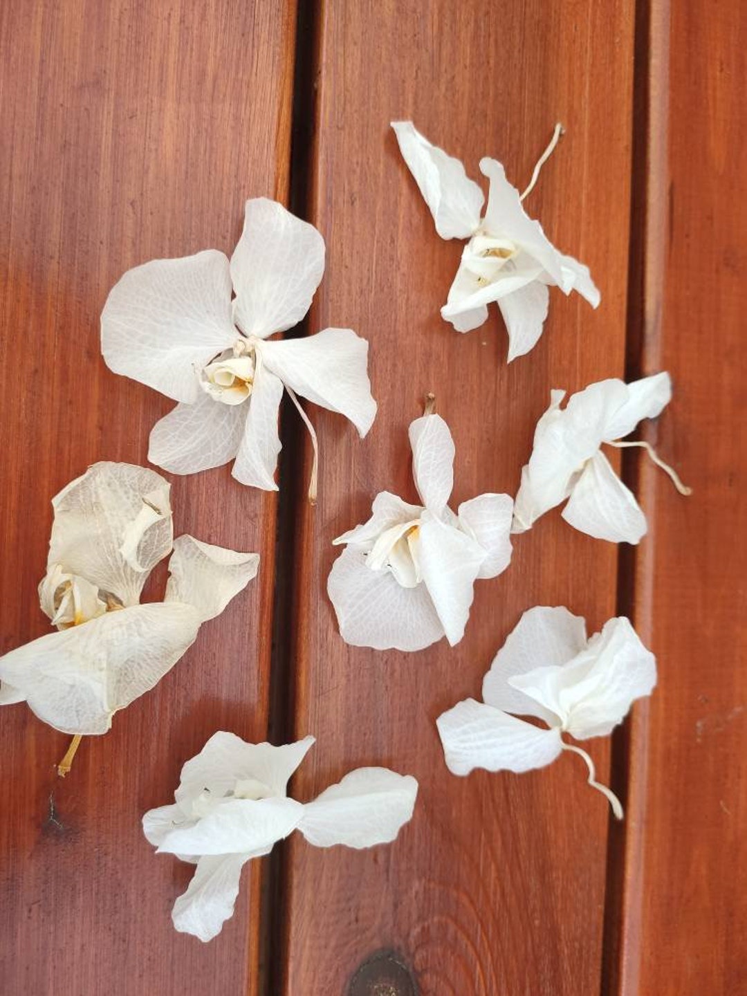 10 Dried White Orchid Flower Heads - Etsy