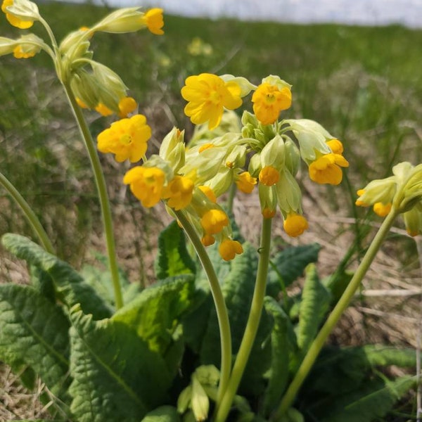 Primrose, dried primrose flowers herbs, tea 20, 30g *2024 harvest*