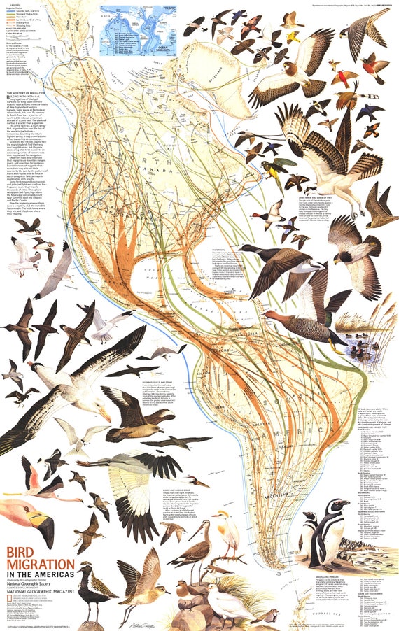 Bird Migration in the Americas Map The National Geographic Etsy