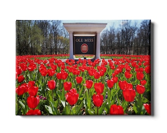 University of Mississippi | Spring Flowers | Ole Miss | Oxford Mississippi | Springtime | Red Tulips | Graduation | Wall Art
