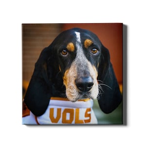 Tennessee Volunteers | Smokey Vols | Smokey Mascot | Smokey | Bluetick Coonhound | College Football | Traditions | College Mascot | Wall Art