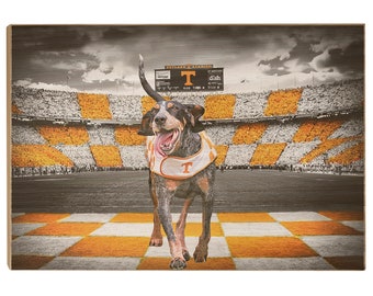 May include: A black and white Bluetick Coonhound dog wearing an orange and white Tennessee Volunteers jersey with a large 'T' on the front, standing on a checkerboard pattern of orange and white squares. The dog is in front of a large stadium with a crowd of people in the stands. The scoreboard above the crowd reads 'Neyland Stadium' and 'T' for Tennessee.