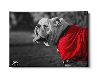 May include: A white bulldog wearing a red jersey with the letters "UG" on it. The bulldog is looking to the left and has its tongue sticking out. The background is black and white.