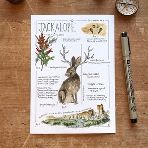 Jackalope Feldbericht - Giclée Druck 5x7 inches