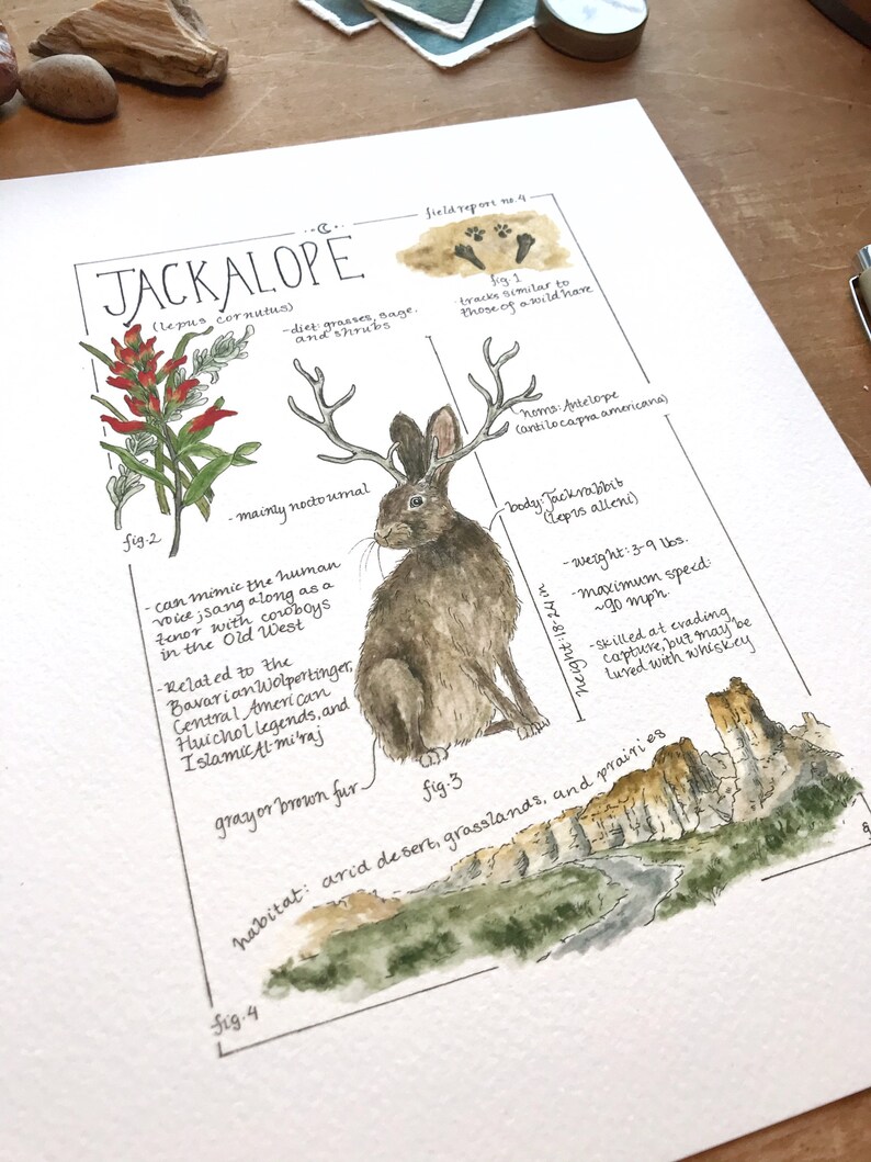 Jackalope Feldbericht - Giclée Druck Bild 5