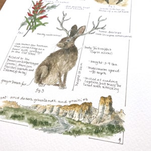 Jackalope Feldbericht - Giclée Druck Bild 6