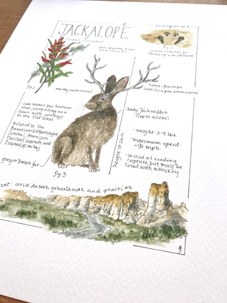 Jackalope Feldbericht - Giclée Druck Bild 6