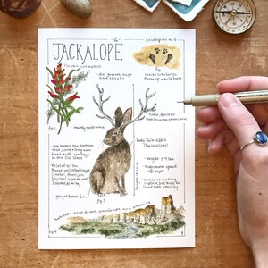Jackalope Feldbericht - Giclée Druck Bild 10