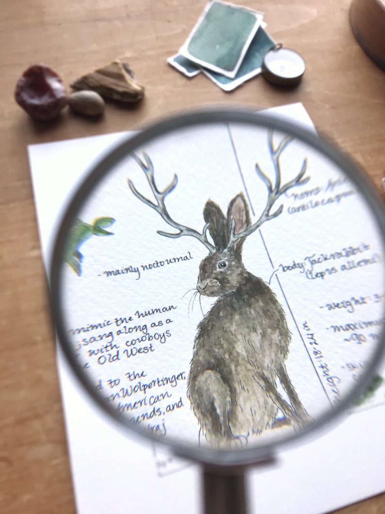 Jackalope Feldbericht - Giclée Druck Bild 8
