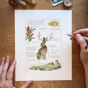 Jackalope Feldbericht - Giclée Druck 8x10 inches