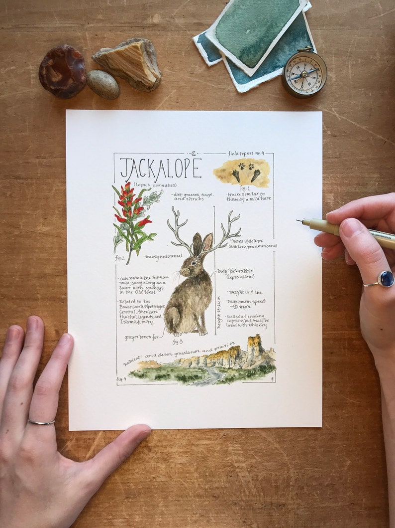 Jackalope Feldbericht - Giclée Druck 8x10 inches