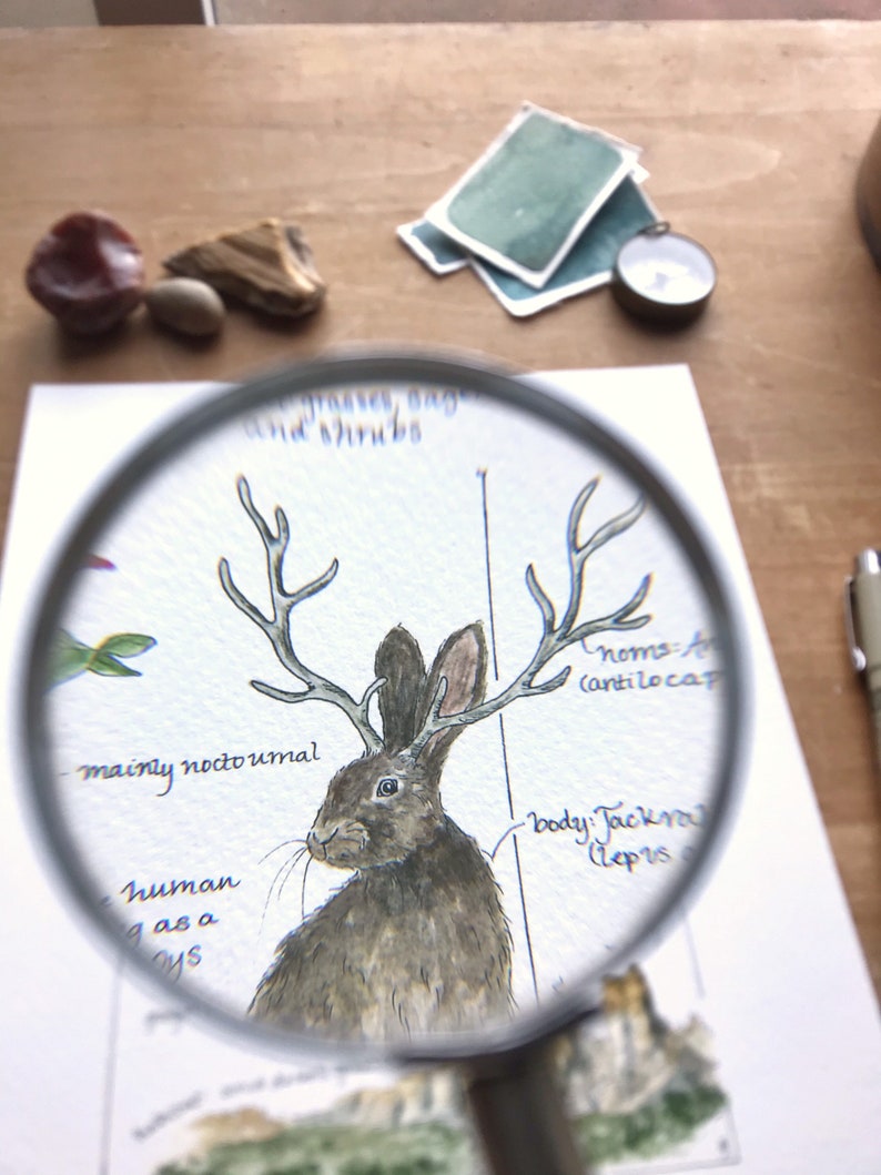 Jackalope Feldbericht - Giclée Druck Bild 9