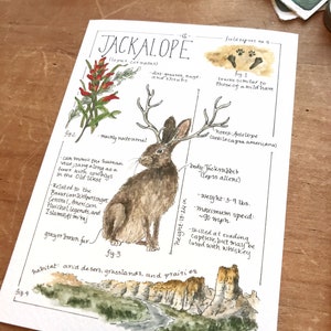 Jackalope Feldbericht - Giclée Druck Bild 4