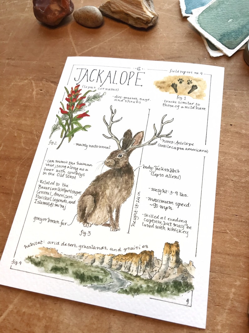 Jackalope Feldbericht - Giclée Druck Bild 4
