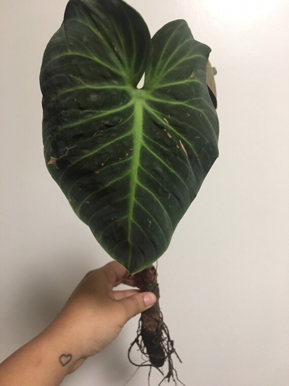 Philodendron El Choco Red Semi Rooted Cutting Etsy