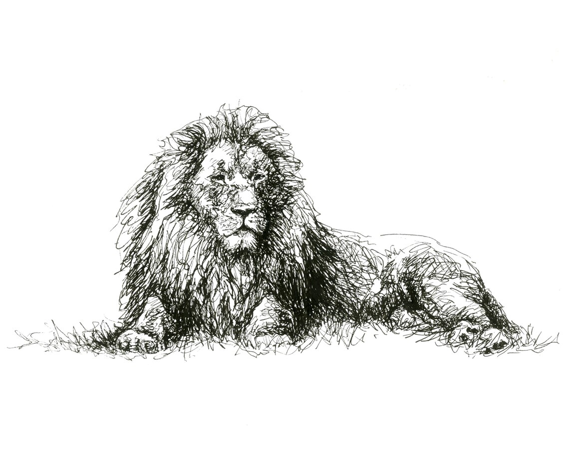 Lion Pen and Ink Drawing Original Fine Art Print Etsy