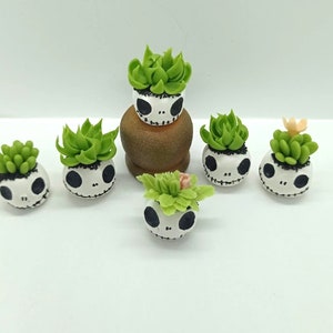 May include: Six miniature succulent plants in white skull-shaped pots. The plants are green and the pots have black painted details.