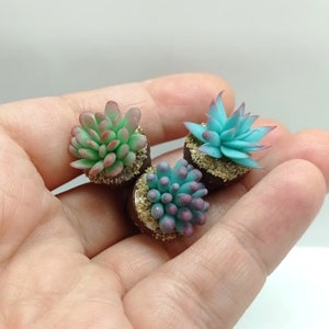 Puede incluir: Tres plantas suculentas en miniatura en pequeñas macetas marrones con hojas verdes, azules y moradas. Las plantas están dispuestas en una mano.