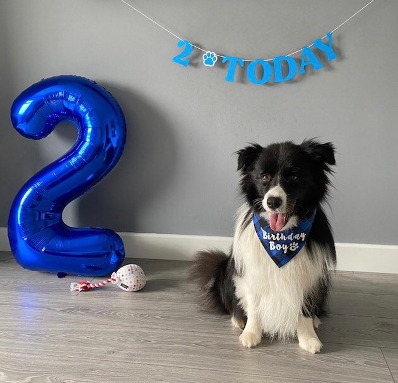 Puede incluir: Un perro blanco y negro lleva un pa&ntilde;uelo azul con el texto Birthday Boy y una huella. A la izquierda hay un globo azul grande con forma de n&uacute;mero dos, y arriba cuelga una pancarta azul con el texto 2 TODAY y una huella de pata.