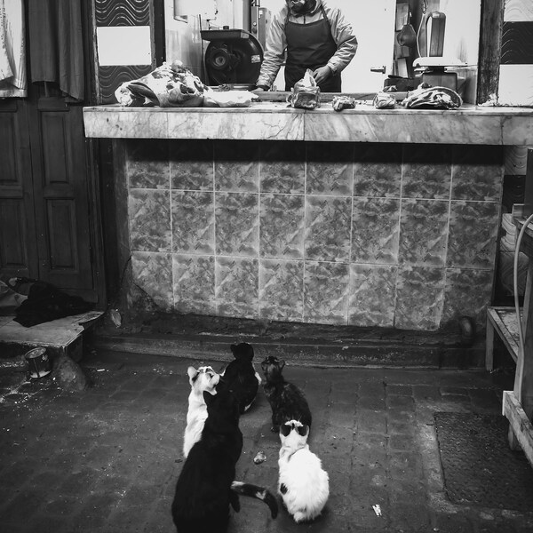Moroccan Butcher with Cats Photography Print (Black and White)