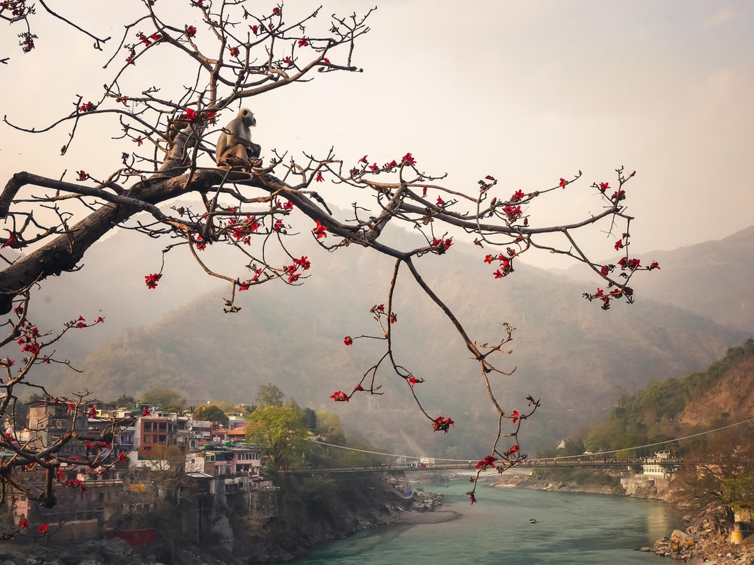 Trees In Rishikesh Rishikesh, India - Langur in Flowering Tree (photography Print) - Etsy