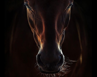 May include: A close-up of a horse's face, with a dark brown coat and a black background. The horse's eyes are visible, and the light catches the details of its face, highlighting the texture of its skin and the shape of its nose.