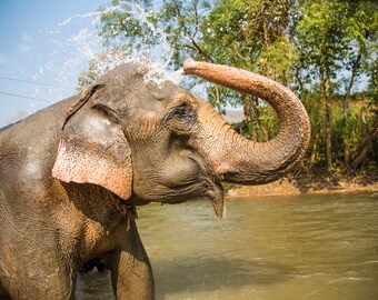 Elephant bathing in a river