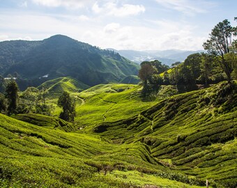 Gorgeous tea plantation in Laos