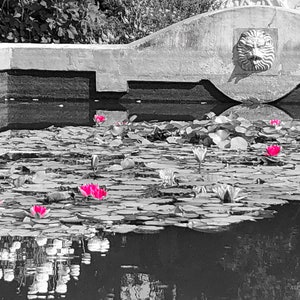Water Lillies