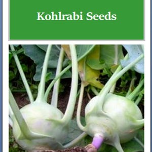 Early White Vienna Kohlrabi Heirloom Seeds - Non-GMO