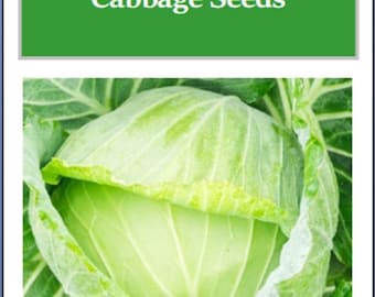Golden Acre Cabbage Seeds: Non-GMO Heirloom Garden Vegetable