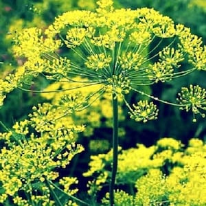 Bouquet Dill Seeds | NON-GMO Dill Seeds | Fresh Heirloom Garden Seeds