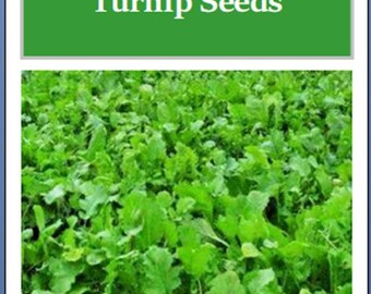 Namenia Turnip Seeds: Fresh Heirloom Garden Vegetable