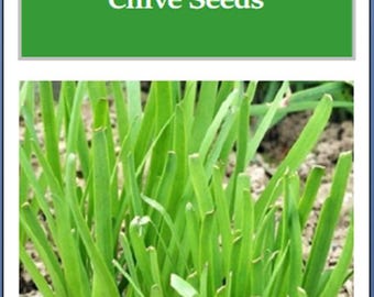 Garlic Chives Seeds: Fresh Heirloom, Non-GMO Garden Herb