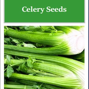 Tall Utah Celery Seeds: Non-GMO Heirloom Garden Seeds bild 1