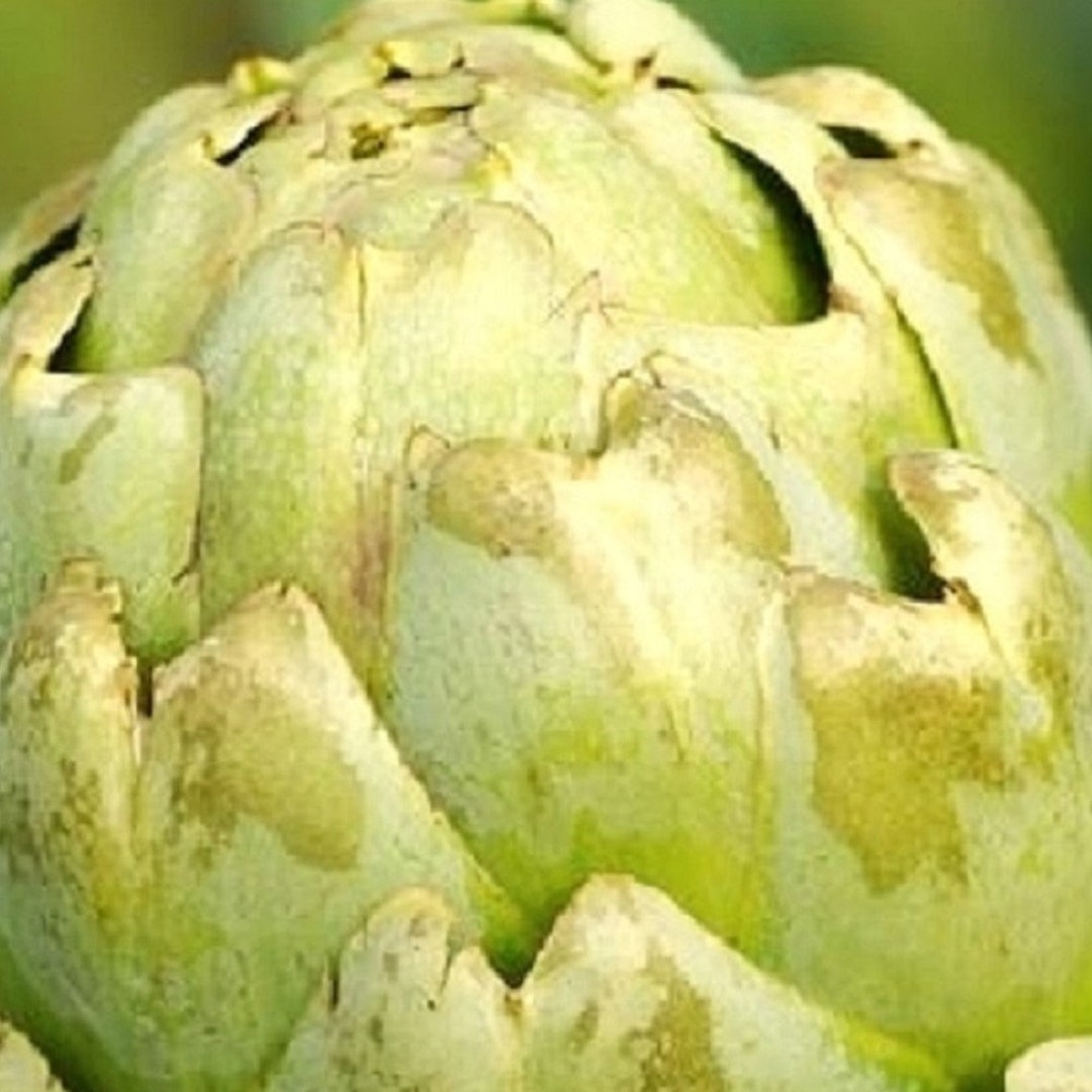 Green Globe Artichoke Seeds NONGMO Heirloom Fresh Garden Seeds Etsy
