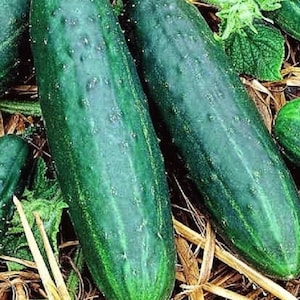 Spacemaster 80 Cucumber Seeds | NON-GMO Cucumber Seeds | Heirloom Fresh Seeds
