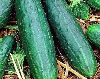 Spacemaster 80 Cucumber Seeds | NON-GMO | Heirloom | Fresh Garden Seeds