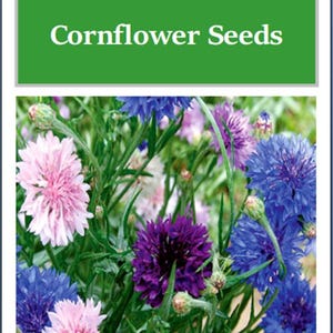 May include: A close-up of a bouquet of mixed color cornflowers. The flowers are blue, purple, and pink. The flowers are in bloom and have a variety of shapes and sizes. The flowers are surrounded by green leaves. The text "Bachelor Button Mixed Cornflower Seeds" is displayed at the top of the image.