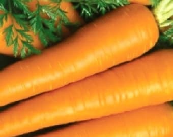 Imperator Carrot Seeds | NON-GMO | Heirloom | Fresh Garden Seeds