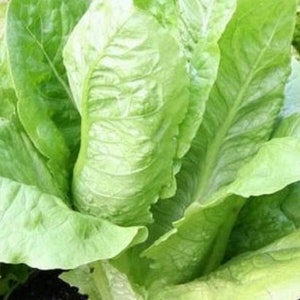 Parris Island Romaine Seeds | NON-GMO Romaine Seeds | Heirloom Garden Seeds