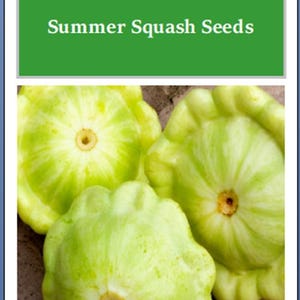 Bennings Green Tint Scallop Squash Seeds: Heirloom Summer Zucchini