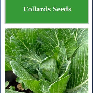 May include: Close-up of a bunch of green collard greens. The image has the text "Vates Collards Seeds" at the top.