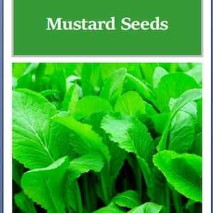 May include: Image of fresh Florida Broadleaf mustard greens. The bright green leaves are large and textured, filling the frame. The top of the image has a green rectangle with the text "Florida Broadleaf Mustard Seeds" in white.